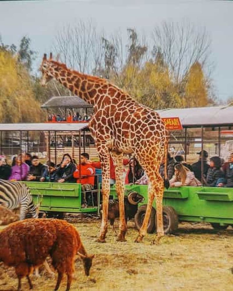 Santiago : visite du parc safari