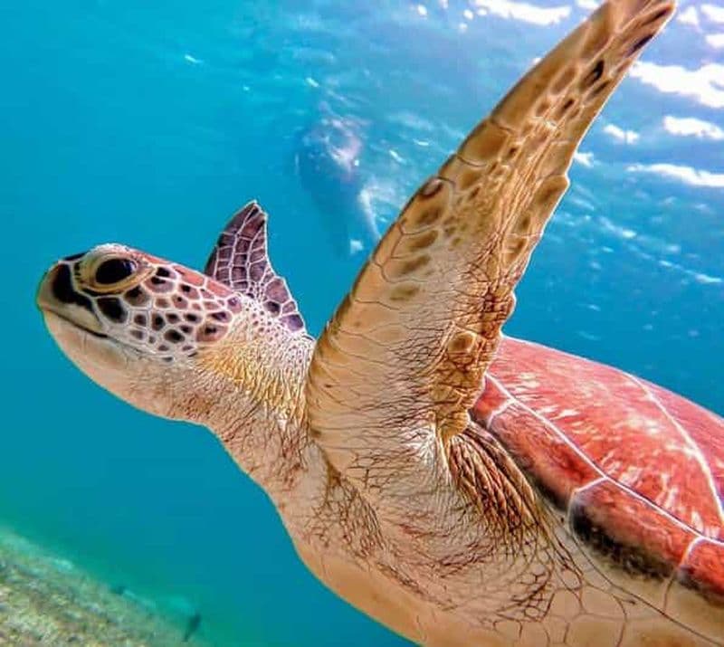 Billet Tenerife : Visite guidée en kayak pour repérer les tortues et les dauphins