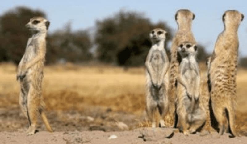 Billet Suricates et observation des étoiles 4 nuits et 5 jours à Makgadikgadi Pans