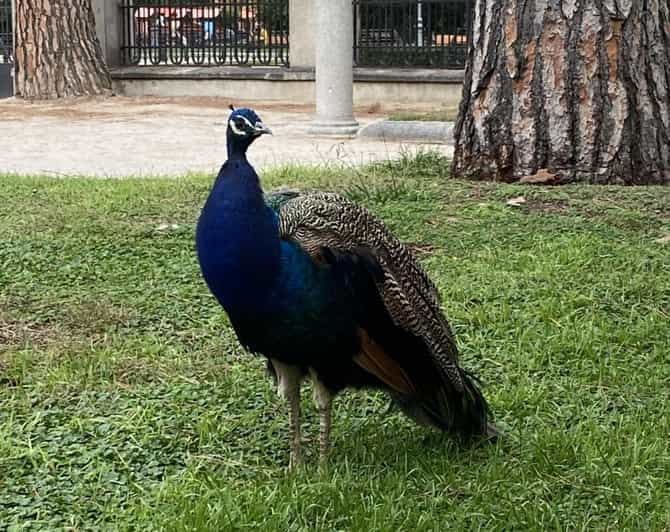 Billet Madrid la magnifique : Circuit d'aventure pour les enfants et les familles