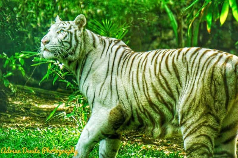 Cebu Safari & Adventure Park