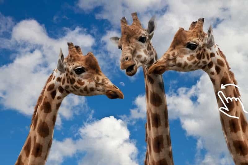 Cracovie : visite du zoo avec transfert aller-retour à l'hôtel