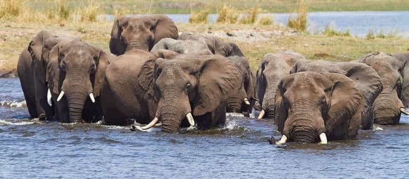 Billet 7-Day Mobile Camping Safari in Chobe & Moremi