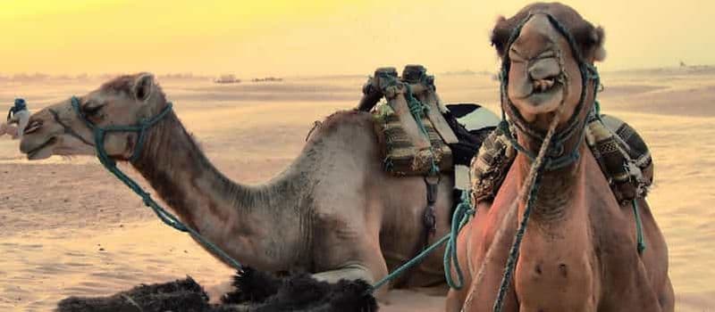 Safari Jeep Star Wars d'une journée complète : Ksar Ghilane et Matmata