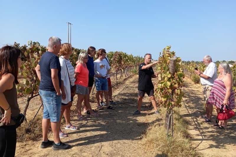 Albufeira/Vilamoura : visite d'un vignoble avec dégustation de vins et tapas