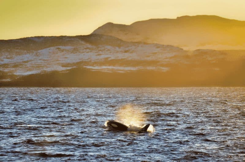 Billet Tromsø : Observation des baleines - catamaran rapide et confortable