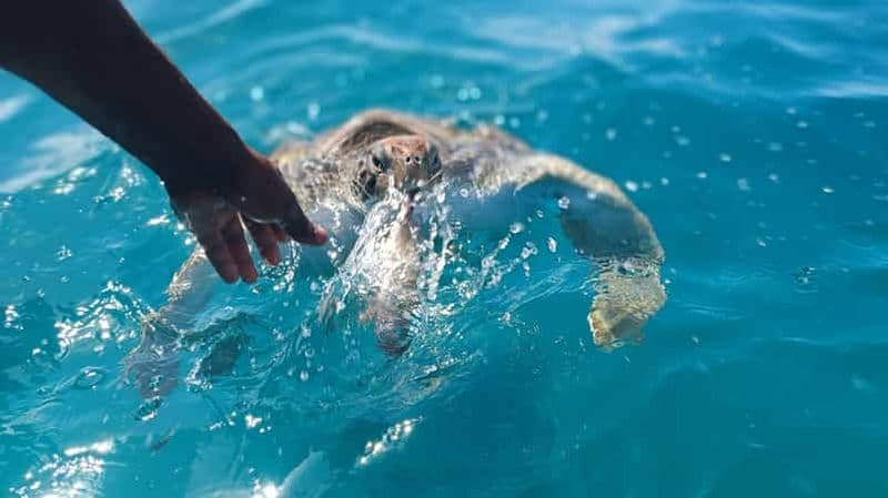 Billet São Vicente : Excursion de natation et de plongée en apnée avec les tortues de mer