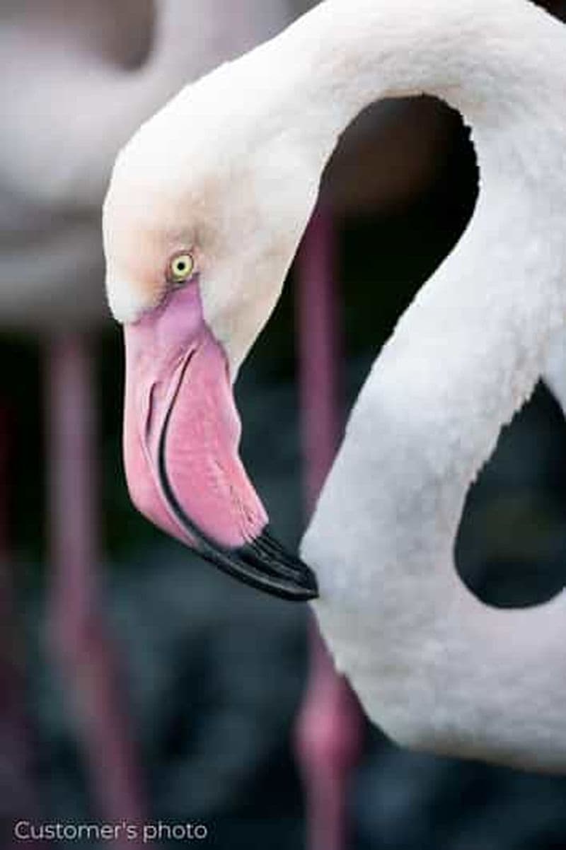 Expérience de photographie d'oiseaux (matériel inclus)