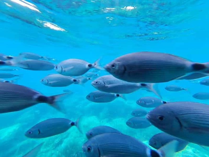 Roses : Excursion en catamaran sur la Costa Brava avec vue sous-marine