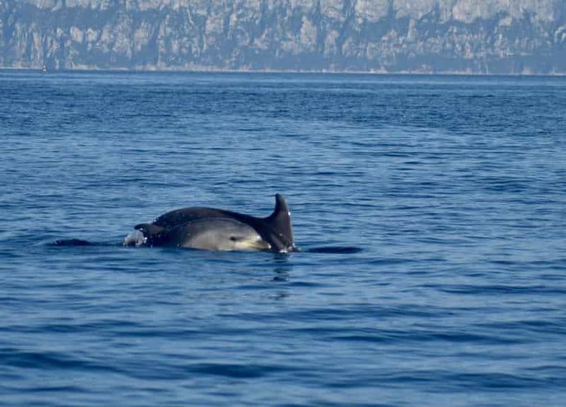 Golfe d'Olbia : Observation de dauphins en bateau pneumatique