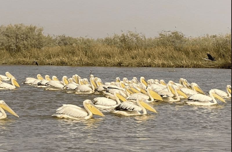 Billet Depuis Dakar : visite de 2 jours à Saint-Louis et au parc national des oiseaux du Djoudj