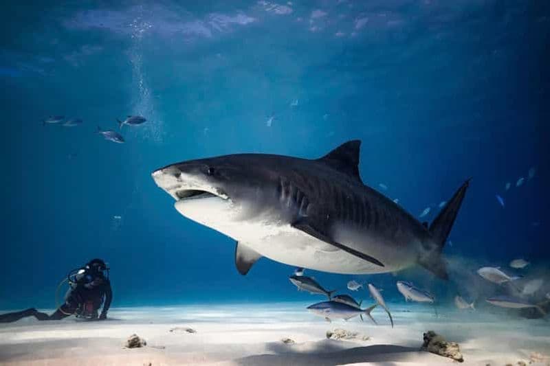 Billet Plongée avec le requin tigre - Fuvahmulah Island Maldives