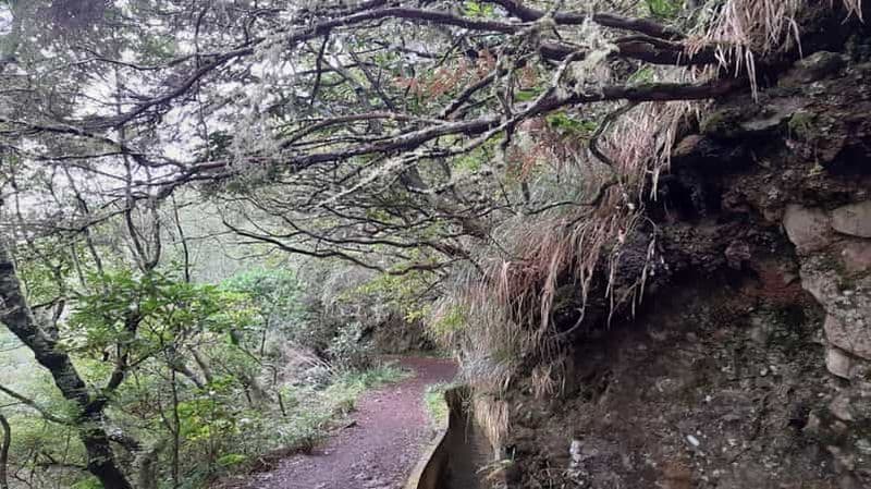 Billet Madère : Marche guidée privée Levada Ribeiro Frio - Portela