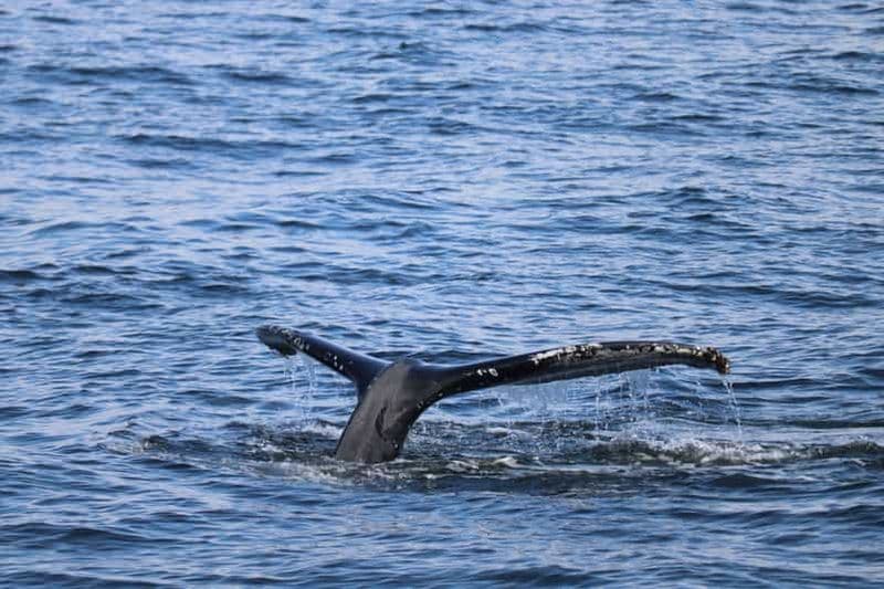 Billet Reykjavik : 21h00 Croisière observation des baleines sous le soleil arctique