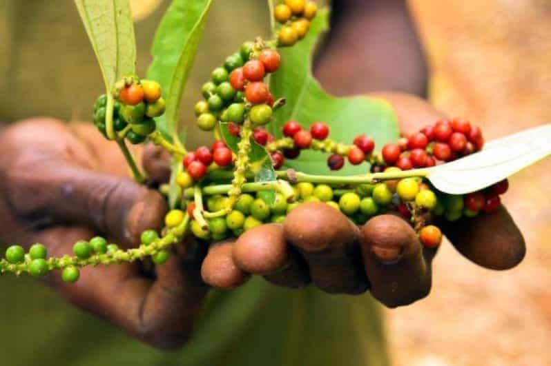 Billet Zanzibar : visite des épices, visite de Stone Town et de l'île-prison