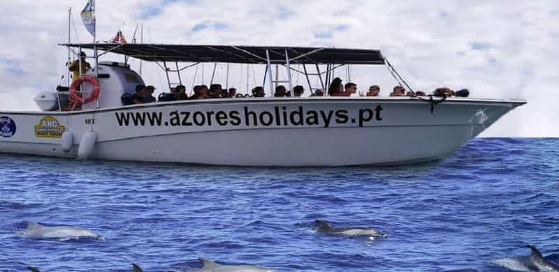 Observation des baleines