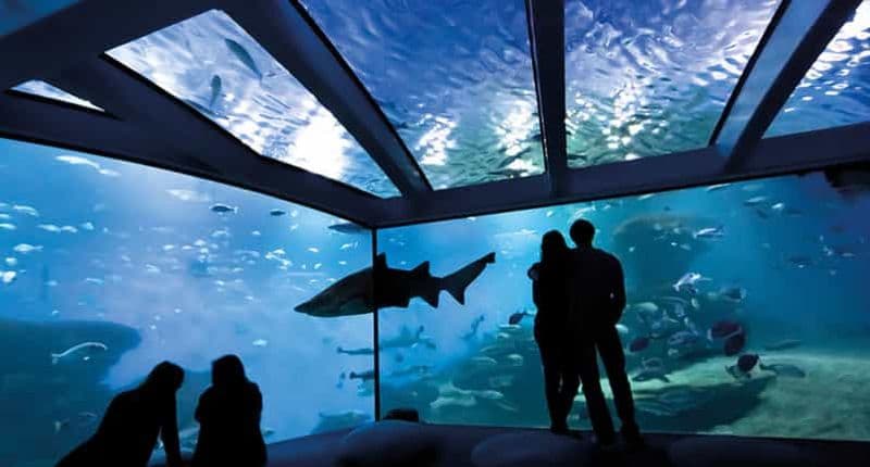 Palma : Billet pour l'aquarium de Palma avec service de transfert