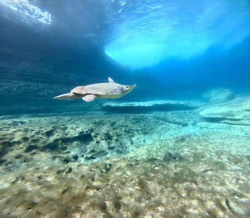 Paphos : Plongée avec masque et tuba pour observer les tortues de mer, en compagnie d'un guide
