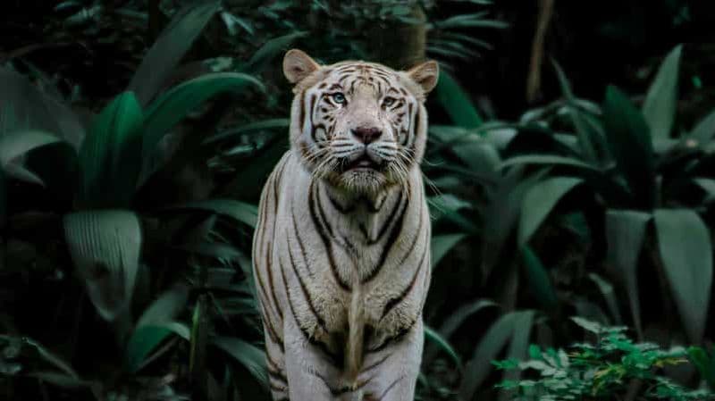 Singapour : Safari nocturne avec trajet en tramway et transfert privé