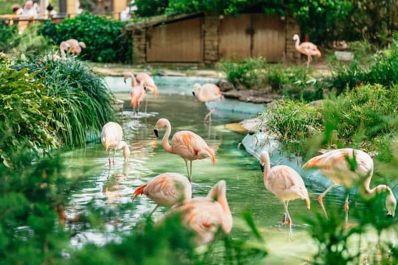 Billet Barcelone : billet 1 jour pour le zoo de Barcelone