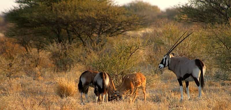 Billet Depuis Maun : safari de 3 jours dans la réserve de Central Kalahari