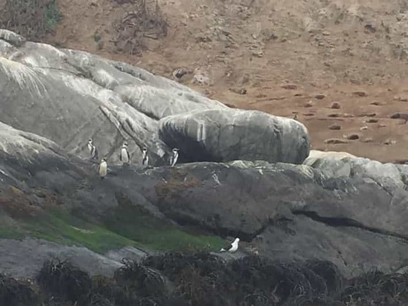 Observation des manchots en bateau, Cachagua et Zapallar depuis Santiago