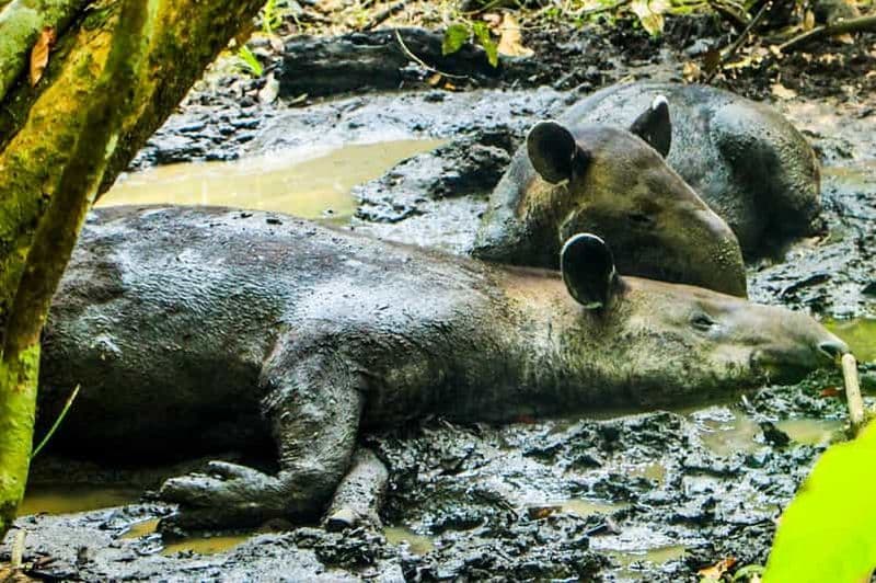 Billet Parc national du Corcovado - Station Sirena - 1 nuitée