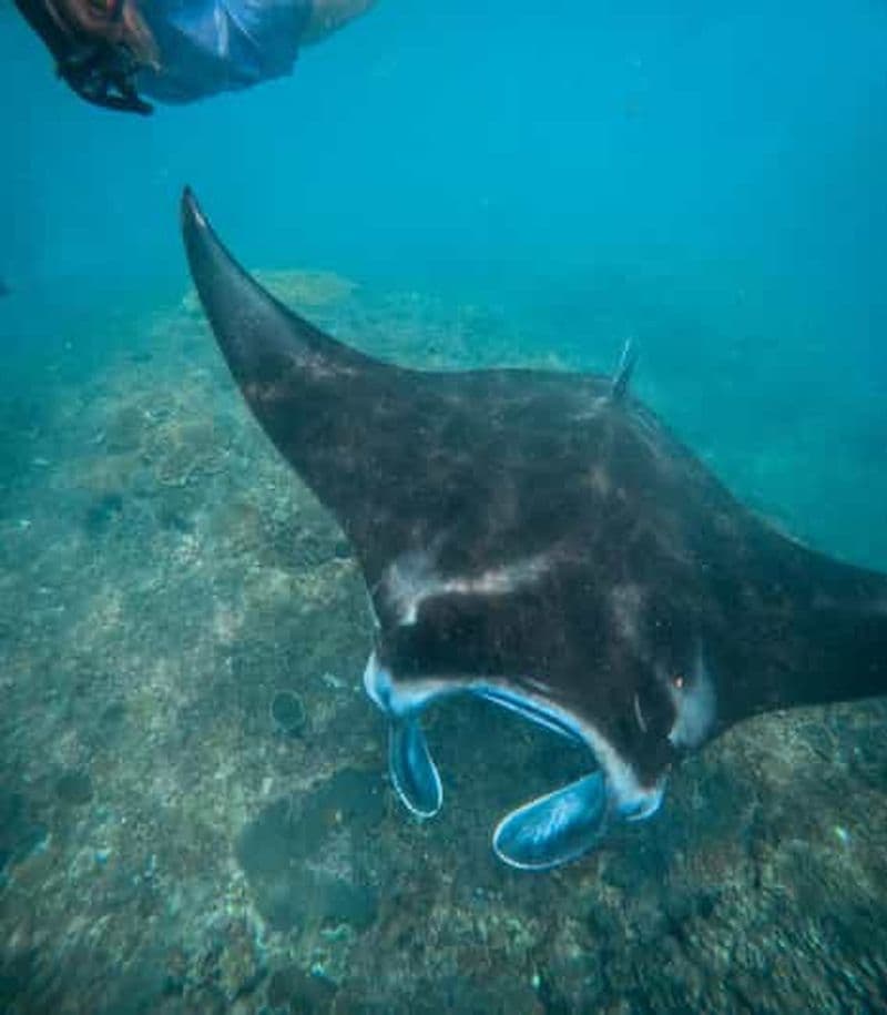Nusa Penida : Plongée avec masque et tuba à 3 sites avec GoPro et visite de la côte ouest