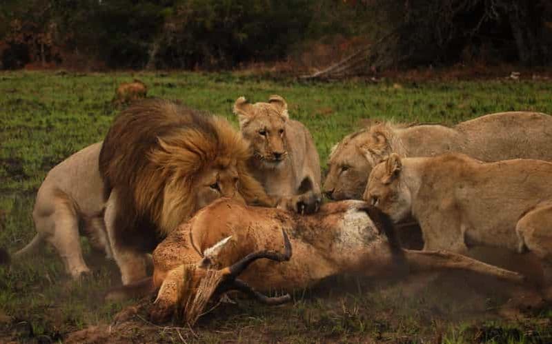 Réserve privée Schotia Safaris : Port Elizabeth