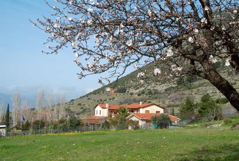Delphes : cours de cuisine grecque avec déjeuner ou dîner