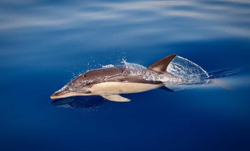 Billet Marbella : Tour en bateau pour l'observation des dauphins