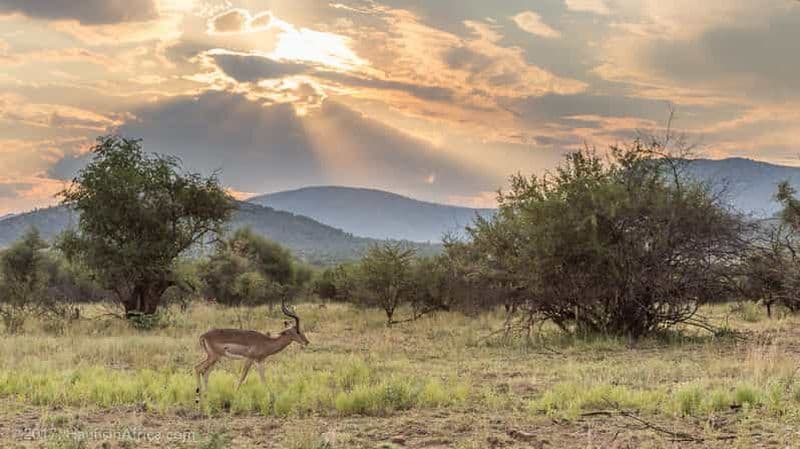 Billet Au départ de Johannesburg : Safari dans le parc national de Pilanesberg