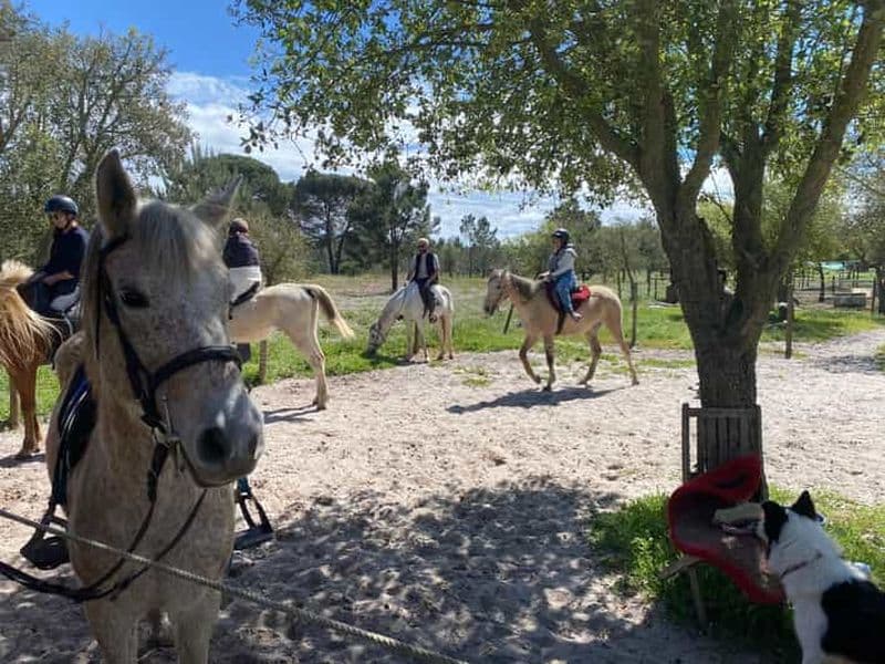 Billet Melides : Randonnée à cheval sur la plage avec transfert Lisbonne