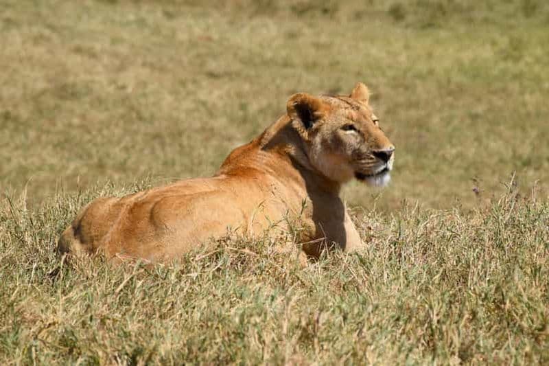 Billet Parc national du Tarangire et lac Eyasi (villages Datoga et Hadzabe)