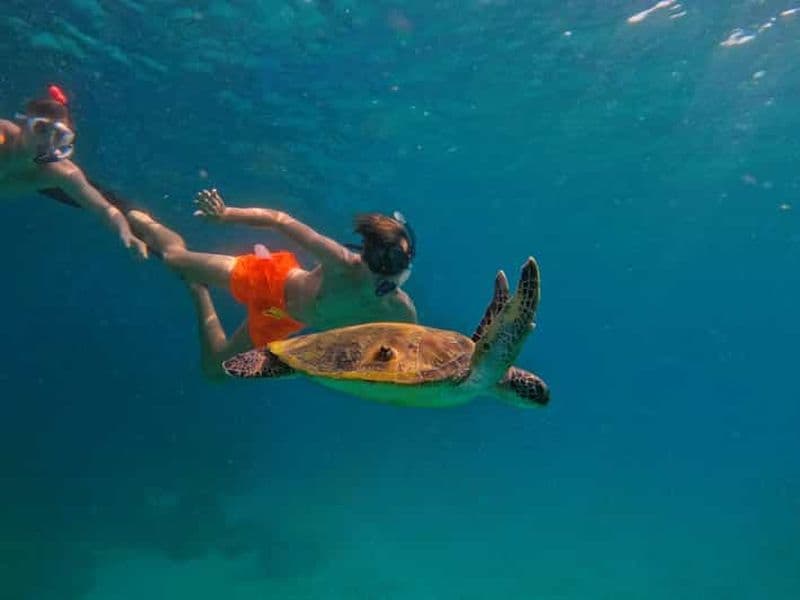 Billet Plongée en apnée avec les tortues à Fujairah avec déjeuner BBQ