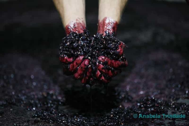 Billet Un voyage à travers les "Vinhos Verdes" de la région de Basto