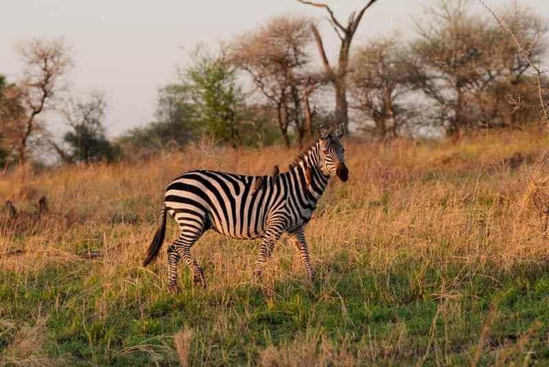 Billet Safari de 5 jours en camping pour les groupes