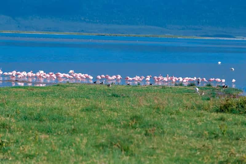 Arusha : expédition de 4 jours avec guide pour observer les oiseaux