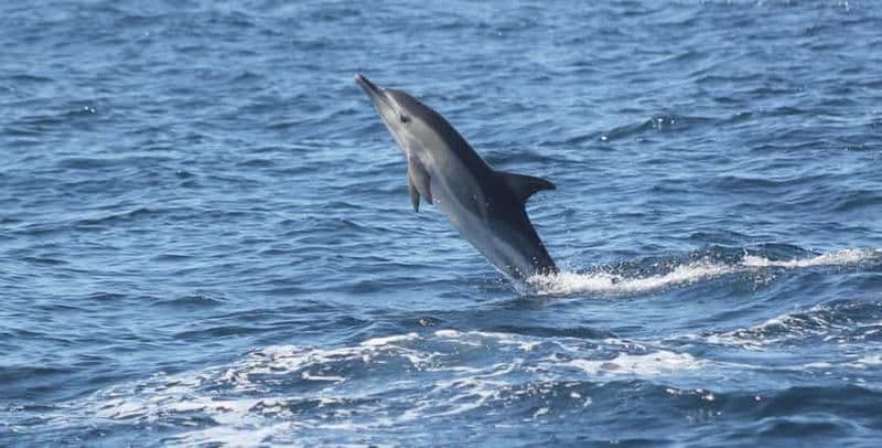 Sagres : Observation des dauphins