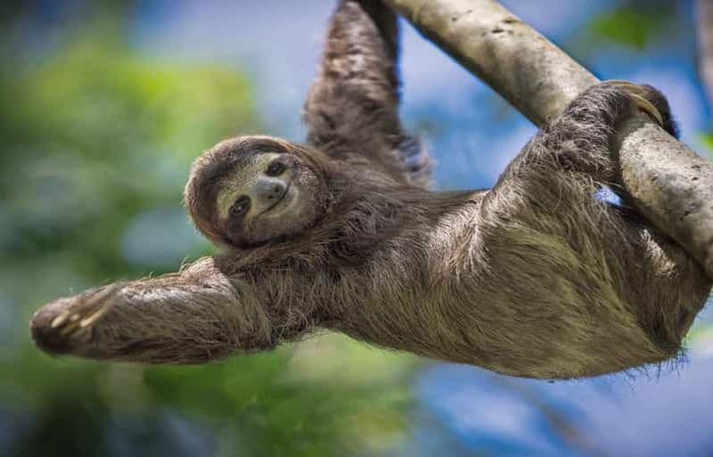 Billet Parc Manuel Antonio : visite guidée avec billet