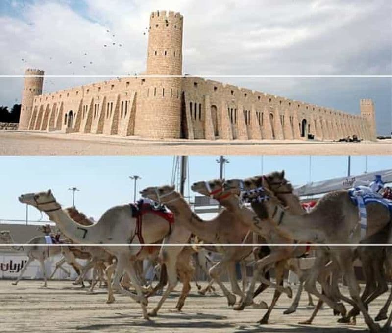 Billet Piste de course de chameaux de Doha : Ferme Oryx et Musée Sheikh Faisal.