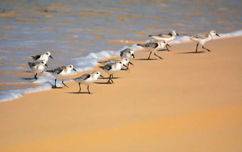 Boa Vista : Expédition d'observation des oiseaux dans un environnement naturel