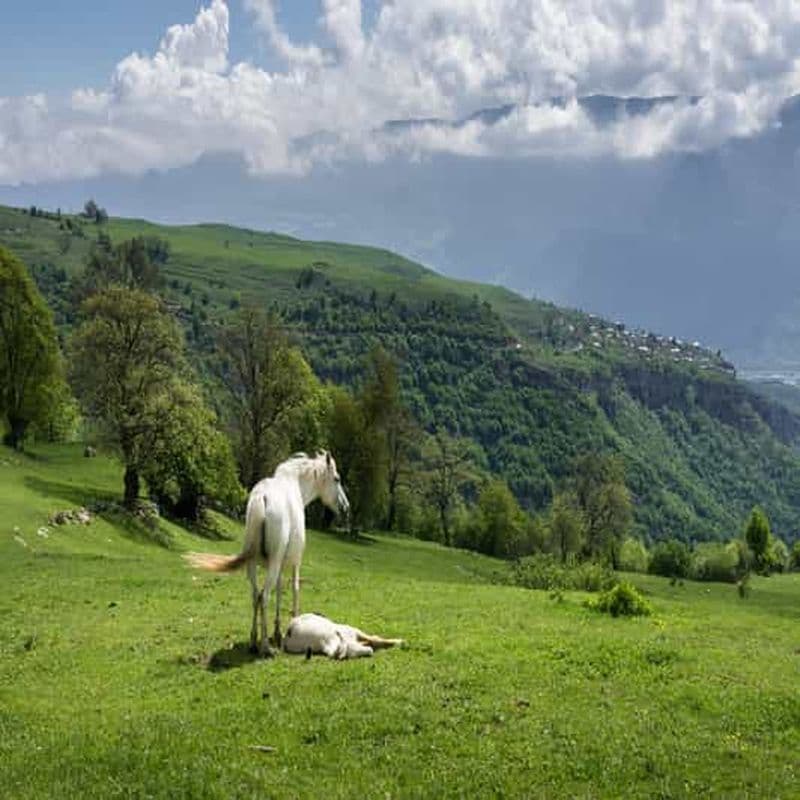 Erevan : 1 journée d'équitation dans la région luxuriante de Lori
