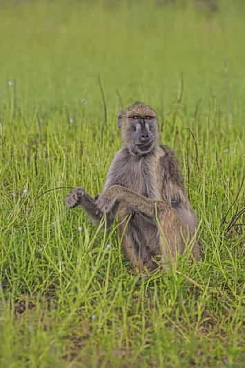 Billet Arusha : safari de 5 jours dans les parcs nationaux de Ruaha et Mikumi