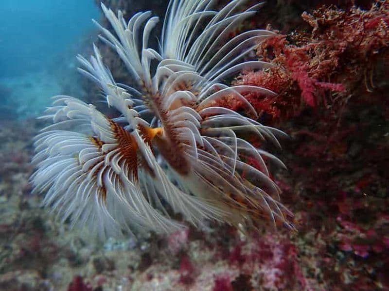 Lisbonne : Essayez la plongée sous-marine dans la réserve marine d'Arrábida avec photos