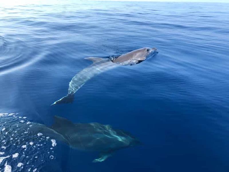 Au départ de Propriano : Excursion en Jetski à Cala d'Orzu - 3 heures