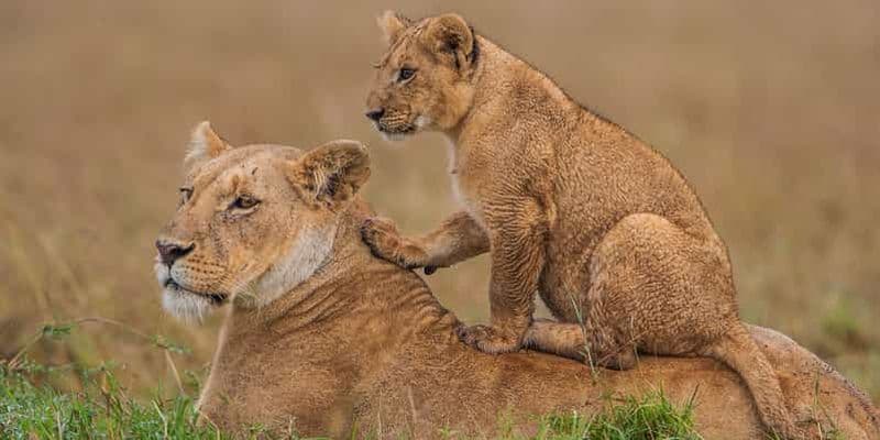 Billet Au départ de Nairobi : 3 jours de safari dans la réserve nationale du Masai Mara
