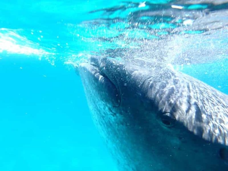 Au départ de Cebu : plongée avec masque et tuba pour les requins-baleines d'Oslob et chute d'eau de Tumalog