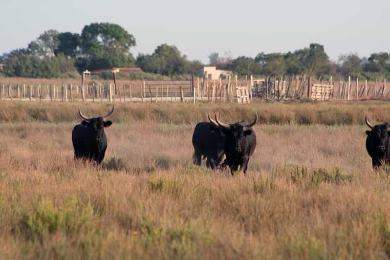 Lansargues : Promenade en calèche avec guide