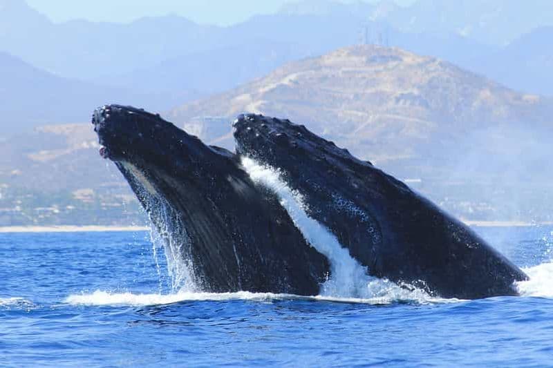 Billet Los Cabos : Observation des baleines (transport et photos inclus)